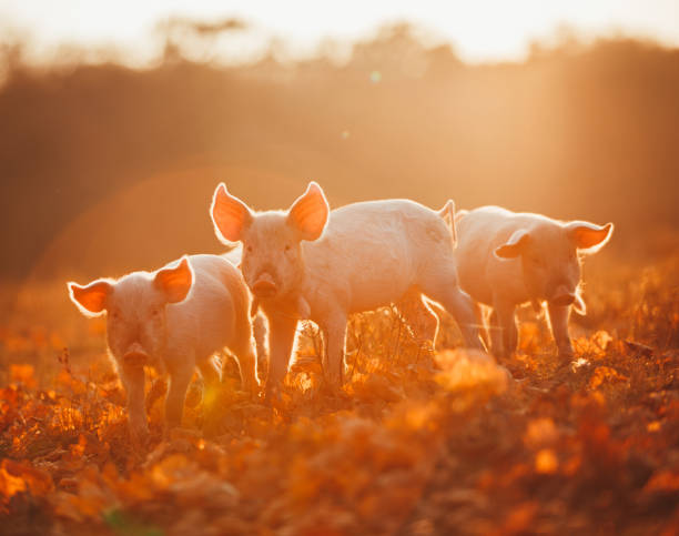 istock Happy piglets playing in leaves at sunset 658902994