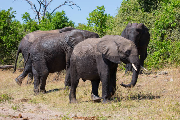 istock Large herd of African elephants 658906186