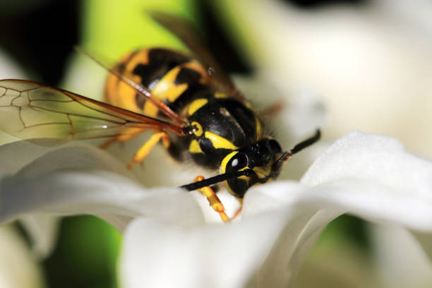 istock Wasp are most common in Europe 658906288