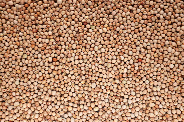 gandules secos fondo - pigeon pea” fotografías e imágenes de stock