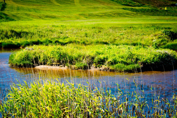 links-golfplatz in northumberland - traditional sport sports flag golf flag golf stock-fotos und bilder