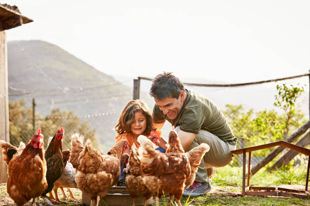 happy father and daughter feeding hens at farm - poultry animal curiosity chicken foto e immagini stock