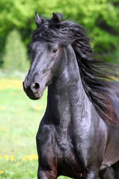 istock Friesian black horse with long mane 658918696
