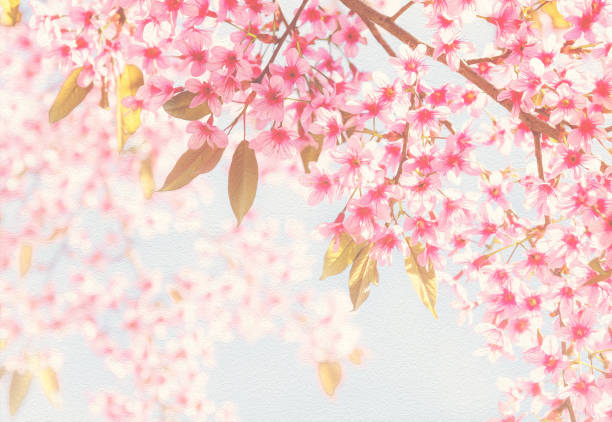 istock Sakura Flower or Cherry Blossom mad with oil paint effect 658937220