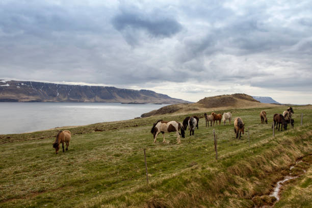 istock Icelandic Horses, iceland 658939736