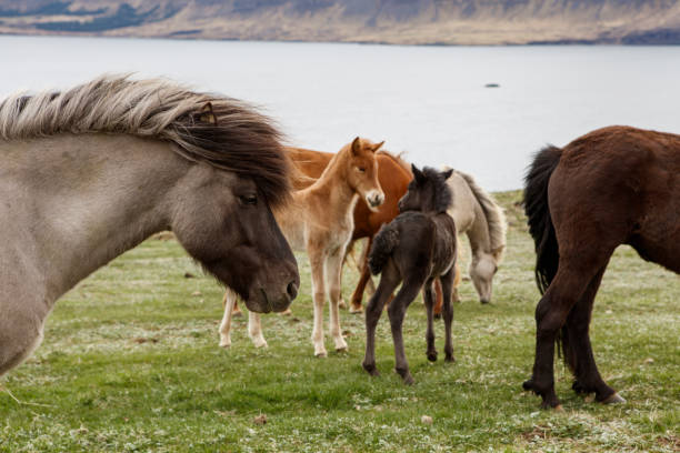 Icelandic horses. The Icelandic horse is a breed of horse developed in Iceland. Although the horses are small, at times pony-sized, most registries for the Icelandic refer to it as a horse.