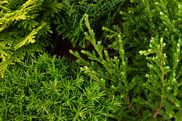 istock Young green different conifer branches top view close up background. 658957272