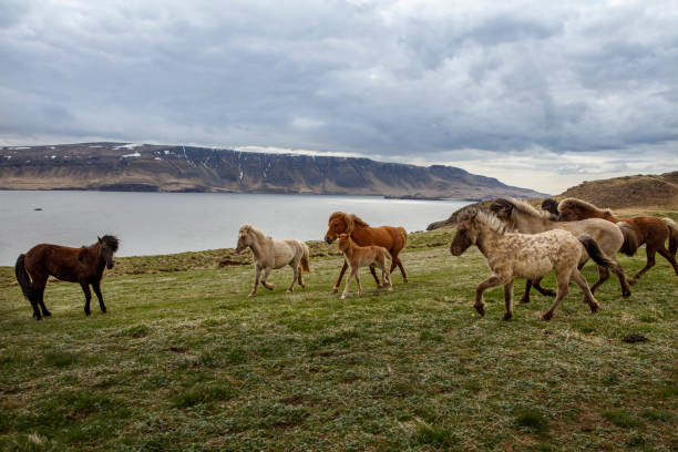 istock Icelandic Horses, iceland 658957320