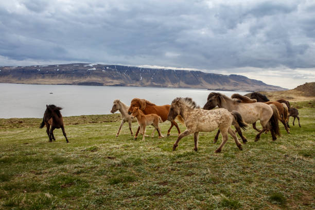 istock Icelandic Horses, iceland 658958494