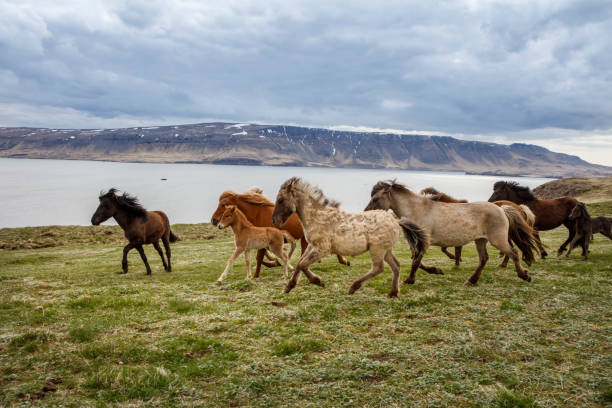 istock Icelandic Horses, iceland 658958916