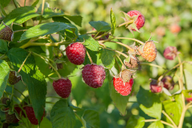 istock Close up of the ripe and unripe raspberry 658963848