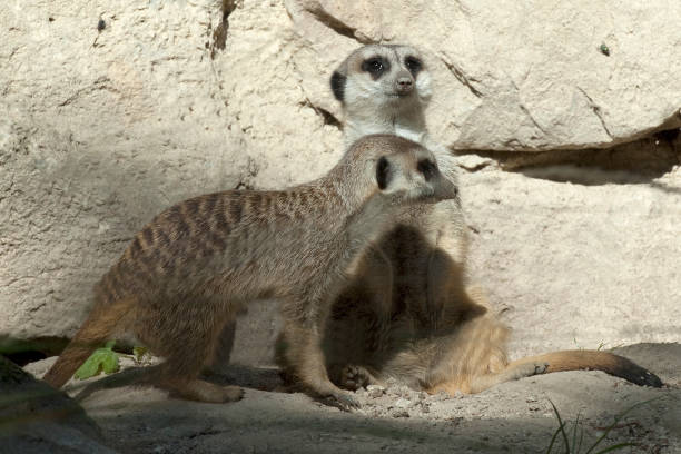istock Meerkat, Suricata suricatta, 658964180