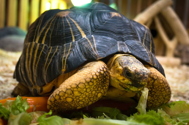istock Big turtle feeding in the green grass. 658964366