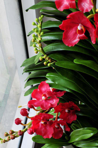 istock clay art, Vanda orchid pot 658964772