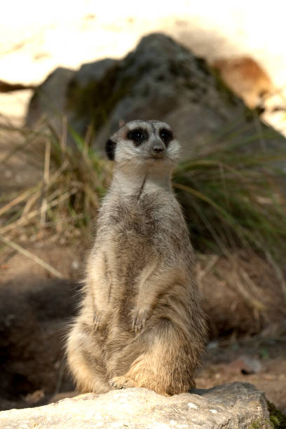 istock Meerkat, Suricata suricatta, 658964936