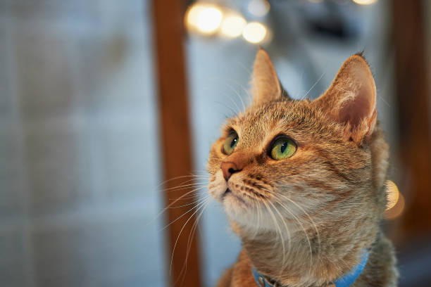 istock Domestic cat with green eyes at home, with a collar 658965068