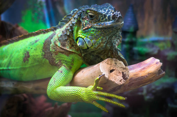 istock Green iguana wild life animal. 658965208