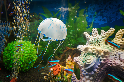 White jellyfish in the aquarium with crystal clear water on a beautiful underwater background with corals and seaweed and aquarium fish.