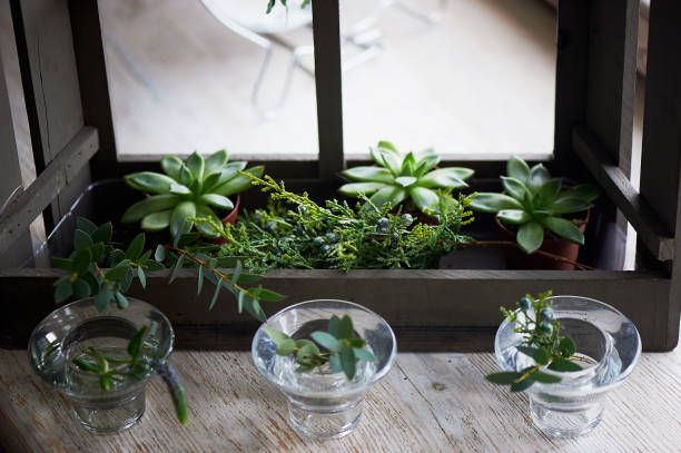 istock Composition with succulently, greens. Beautiful glass candle holders. a minimalist composition. A sense of simplicity and freshness. Tree and white-gamma green 658973464