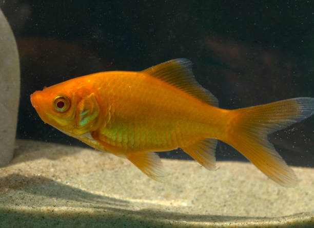istock Goldfish; Carassius auratus 658973892