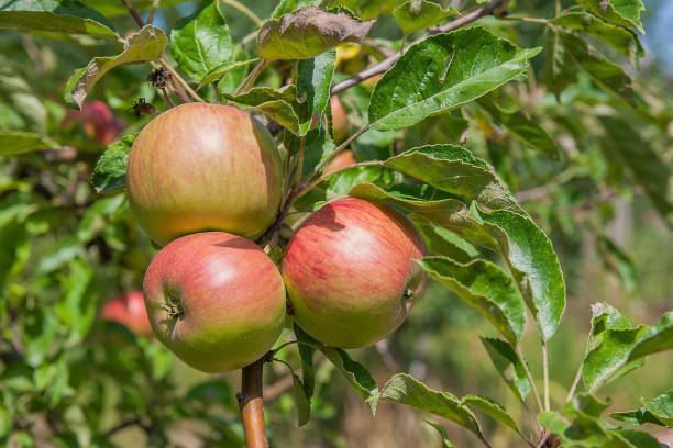 istock Shiny delicious apples hanging from tree branch 658979102