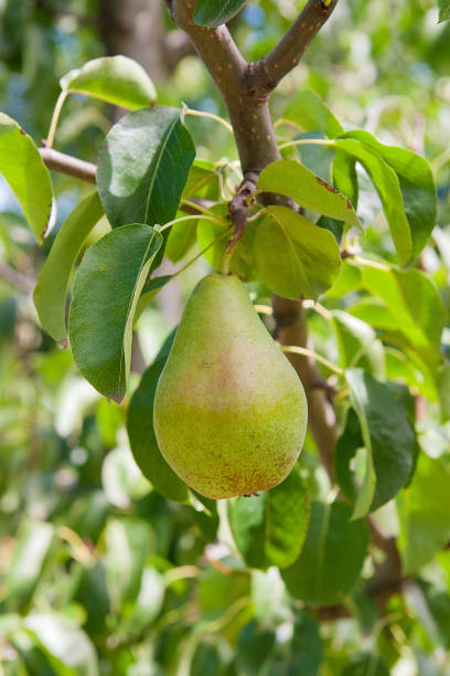 istock Shiny delicious pears hanging from a tree branch 658982178