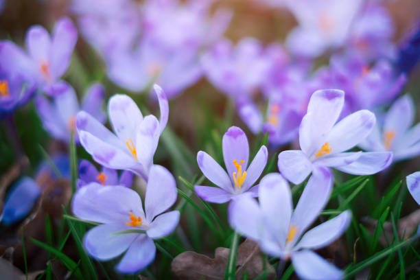 istock Meadow of crocus flowers in the spring forest 658990284