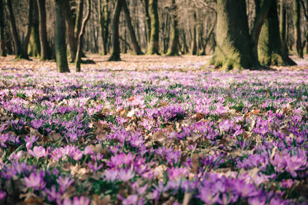 istock Meadow of crocus flowers in the spring forest 658991274