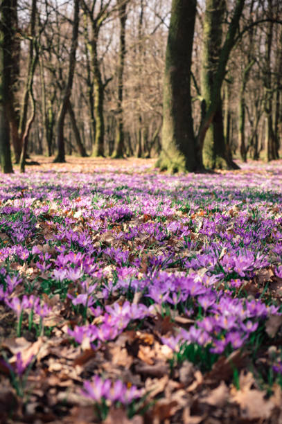 istock Meadow of crocus flowers in the spring forest 658991532