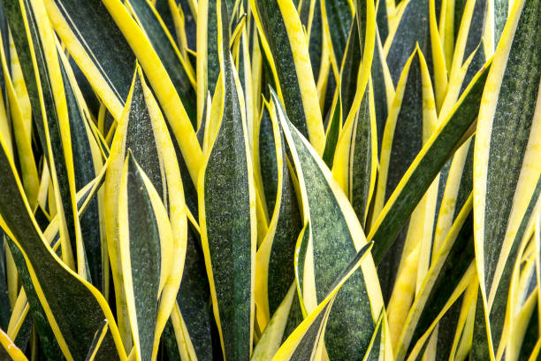 Large sansevieriya plants in the park
