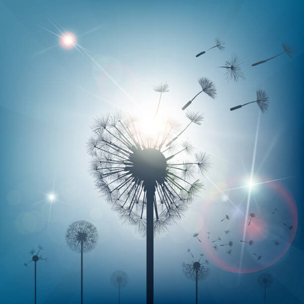 löwenzahn mit samen in form von herz. - dandelion freedom silhouette wind stock-grafiken, -clipart, -cartoons und -symbole