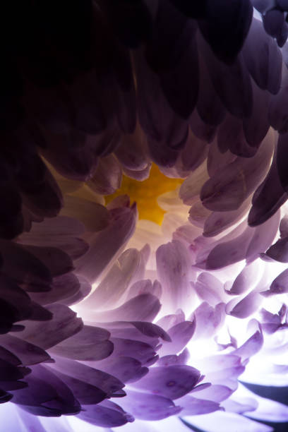 Closeup of pink flower with soft focus floral background