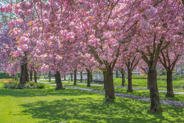 istock Cherry blossom on Japanese Cherry trees 659008450