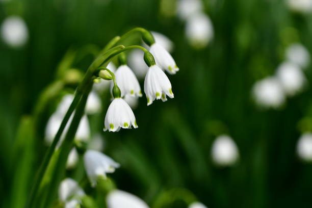 istock Leucojum vernum / Snowflake 659009852