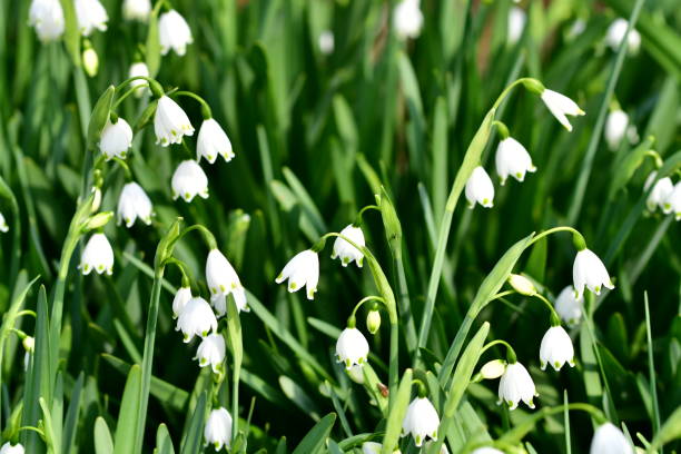 istock Leucojum vernum / Snowflake 659011844