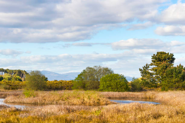 istock Carreiron lagoon in Arousa Island 659035896