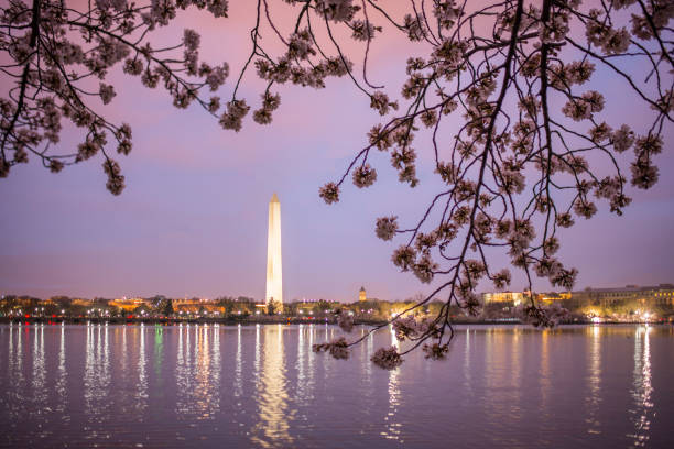 istock Cherry blossoms in Washington DC 659055240
