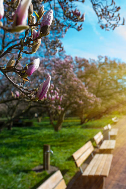 Magnolia blossom in a park with benches and short depth of field