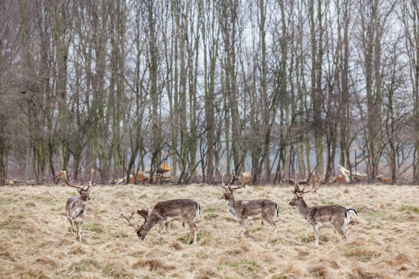 istock Group of male fallow deer 659062576