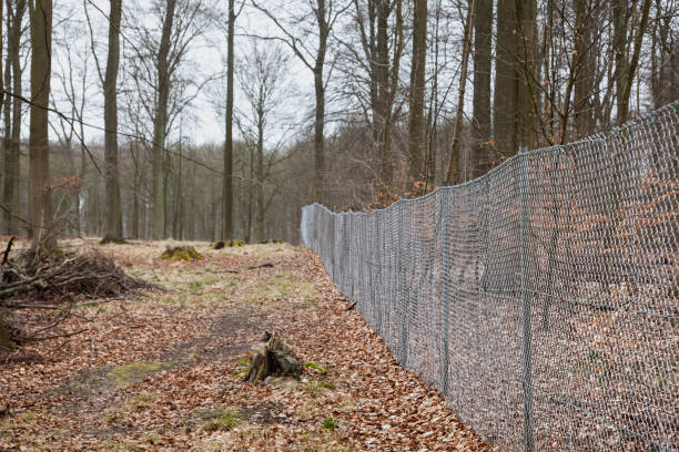 istock Fence in woodland 659063598