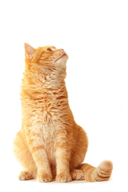 istock Playful cat waiting - isolated on white 659073580