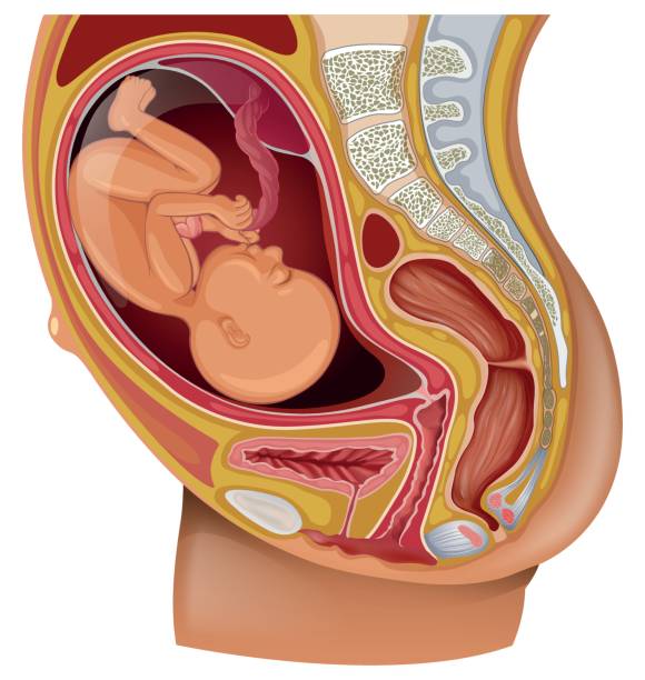 istock Diagram showing kid in woman womb 659083188
