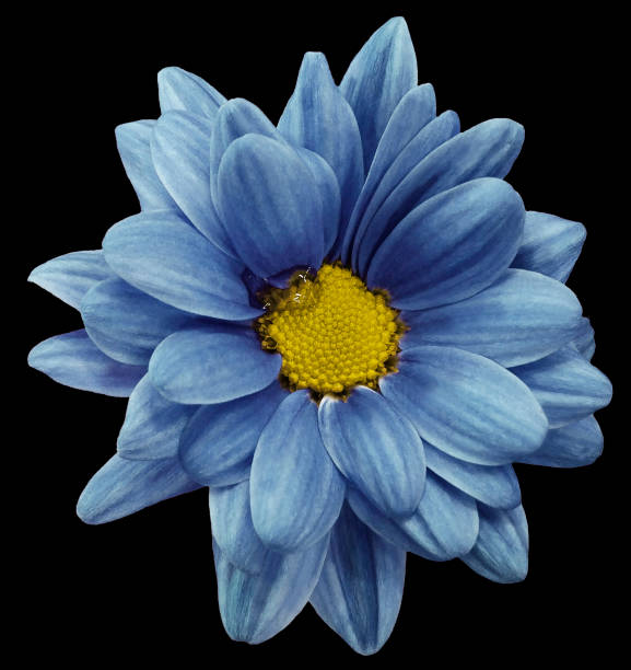 istock blue chrysanthemum flower isolated on black background with clipping path.   Closeup.  no shadows.  For design.  Nature. 659087780