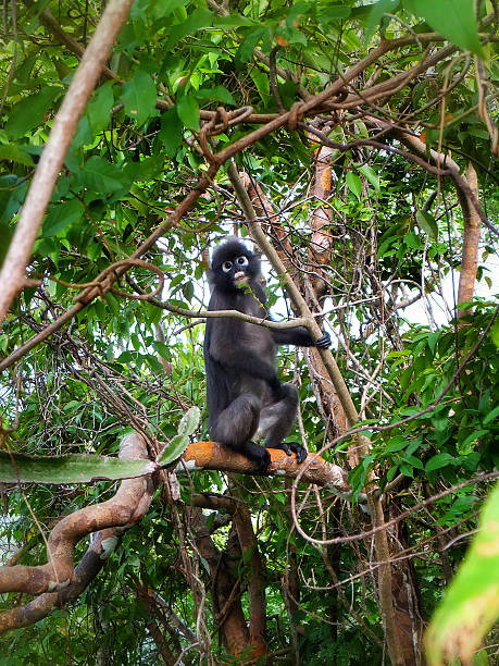 istock Monkey Sitting On Branch At Mu Ko Ang Thong National Park 659091969