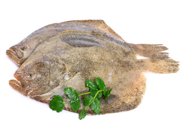 Psetta maxima (Turbot Fish) on white background Psetta maxima (Turbot Fish) on white background turbot stock pictures, royalty-free photos & images