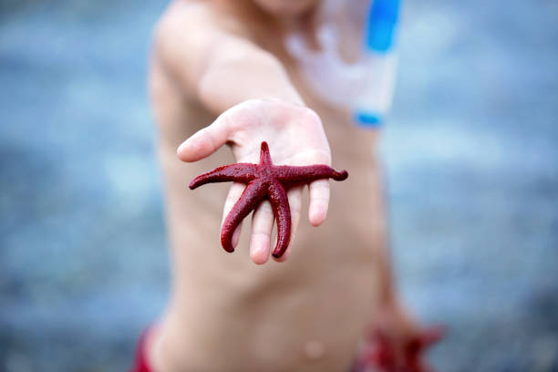 Little boy holding red five point starfish and net in his hands on the beach