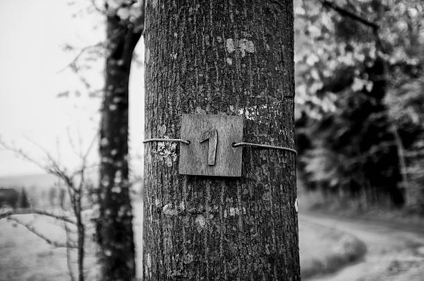 istock Number 1 Tied Up On Tree Trunk 659099985