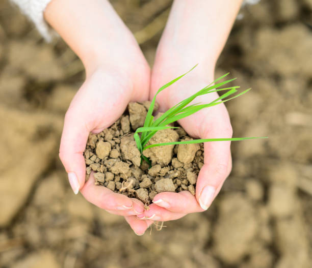 istock Plant in hand - Environment or agriculture concept 659103006