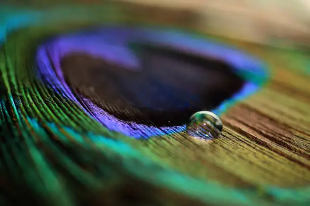 Close up of water drop a colorful peacock feather