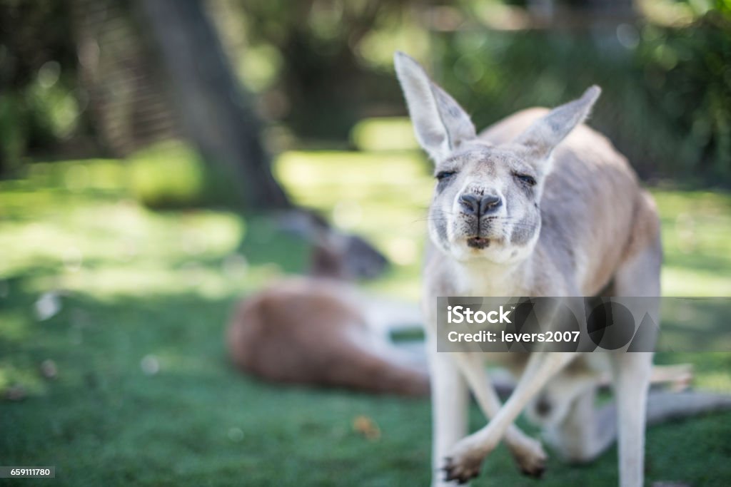 Canguro allo stato brado - Foto stock royalty-free di Canguro